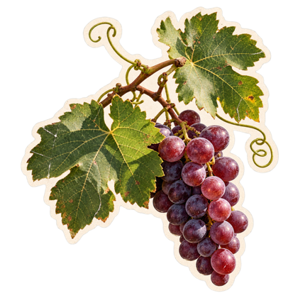Grapevine leaves and purple grapes.